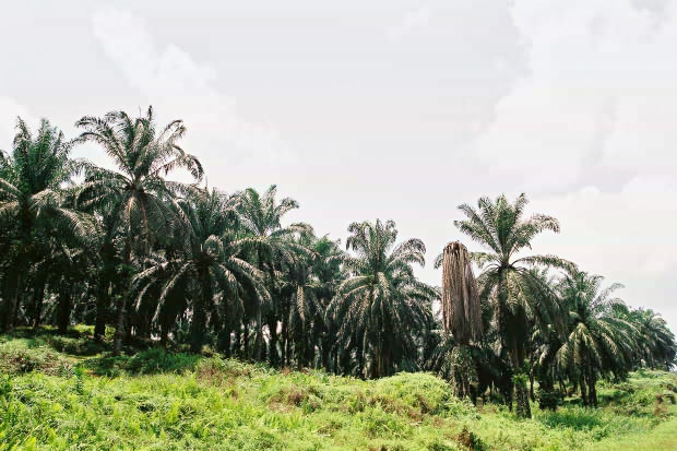 �}���[�V�A�ҁE���̂P
(620�~413pixel,80.9KB)