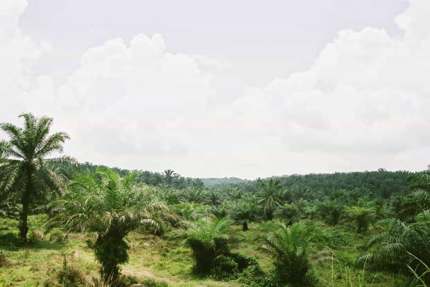 �}���[�V�A�ҁE���̂P
(620�~413pixel,58.0KB)