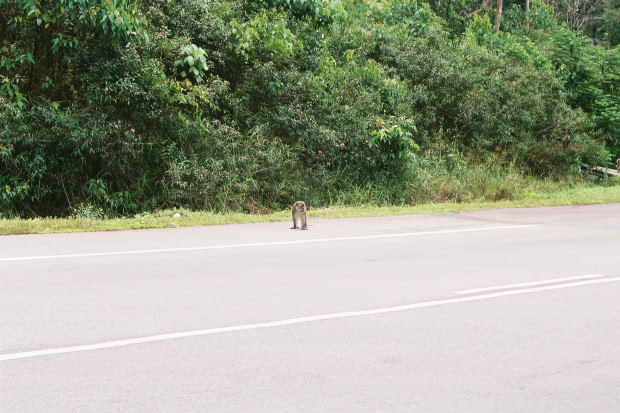 �}���[�V�A�ҁE���̂P
(620�~413pixel,79.1KB)