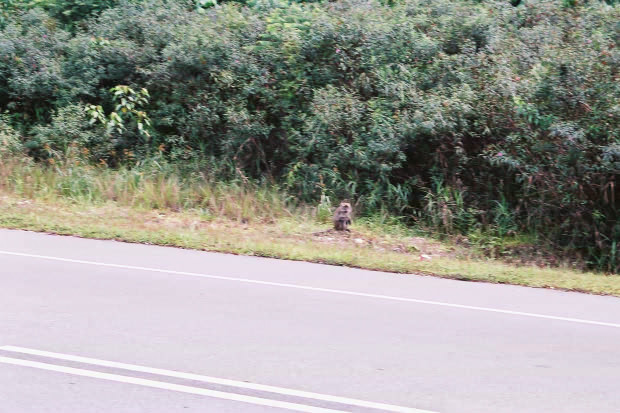 �}���[�V�A�ҁE���̂P
(620�~413pixel,83.3KB)