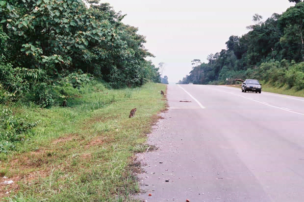 �}���[�V�A�ҁE���̂P
(620�~413pixel,89.7KB)