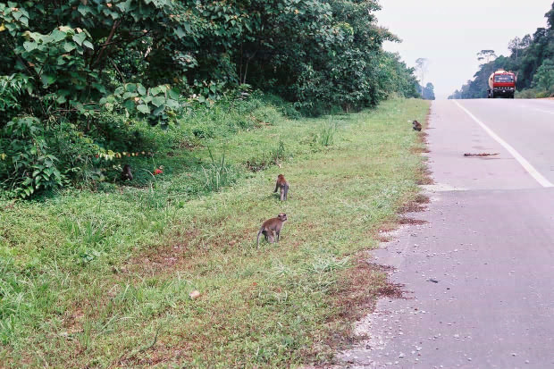 �}���[�V�A�ҁE���̂P
(620�~413pixel,112.2KB)