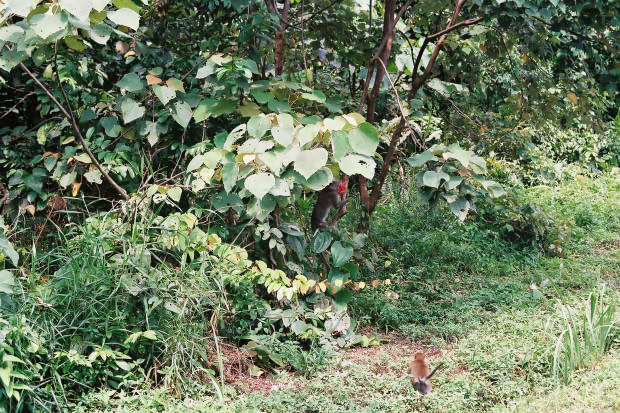 �}���[�V�A�ҁE���̂P
(620�~413pixel,152.2KB)