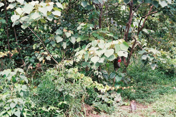 �}���[�V�A�ҁE���̂P
(620�~413pixel,150.5KB)