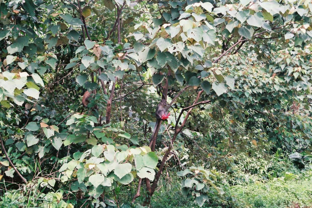 �}���[�V�A�ҁE���̂P
(620�~413pixel,149.9KB)