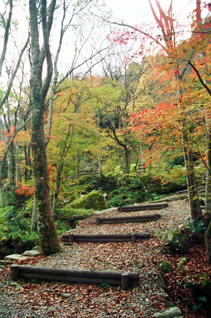 �H�̑c�J
(413�~620pixel,105.4KB)