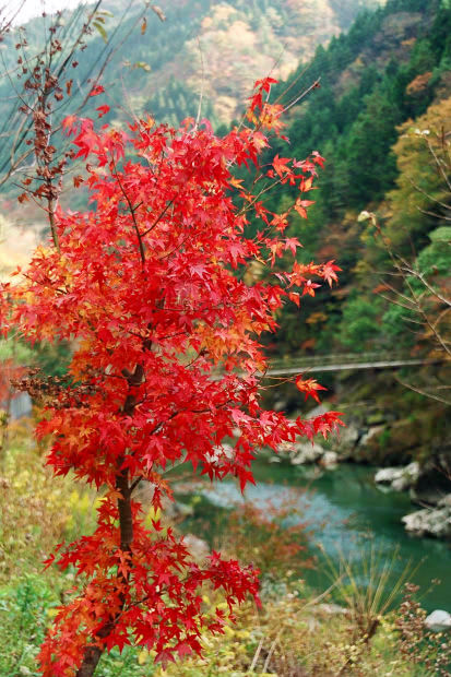 �H�̑c�J
(413�~620pixel,90.6KB)