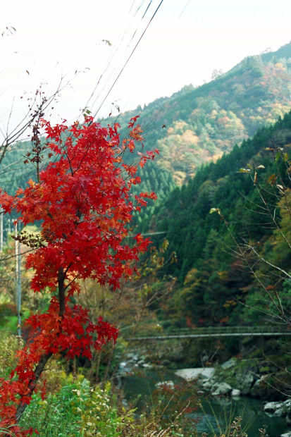 �H�̑c�J
(413�~620pixel,69.9KB)