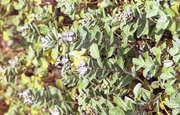 �W�H��
(620�~397pixel,86.7KB)