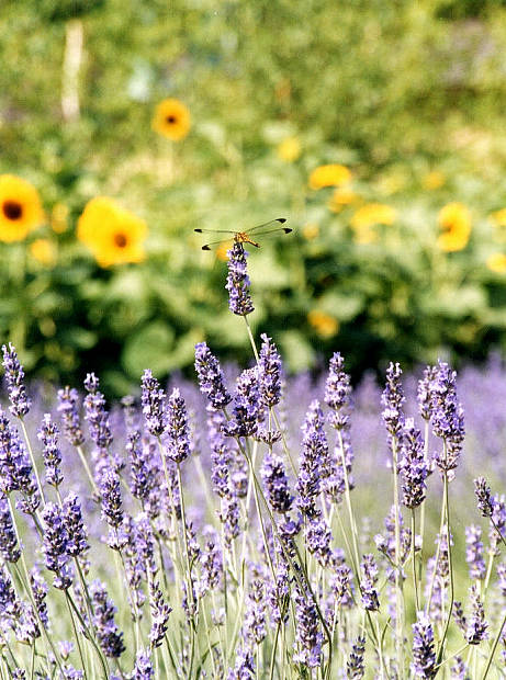 �x�ǖ�
(461�~620pixel,77.0KB)