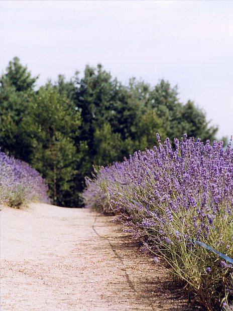 �x�ǖ�
(464�~620pixel,64.5KB)