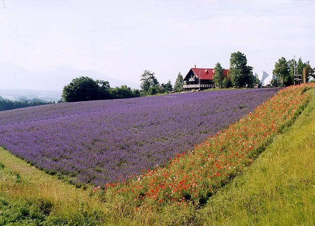 �x�ǖ�
(620�~445pixel,65.3KB)