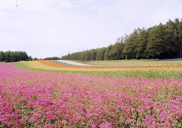 �x�ǖ�
(620�~439pixel,73.4KB)