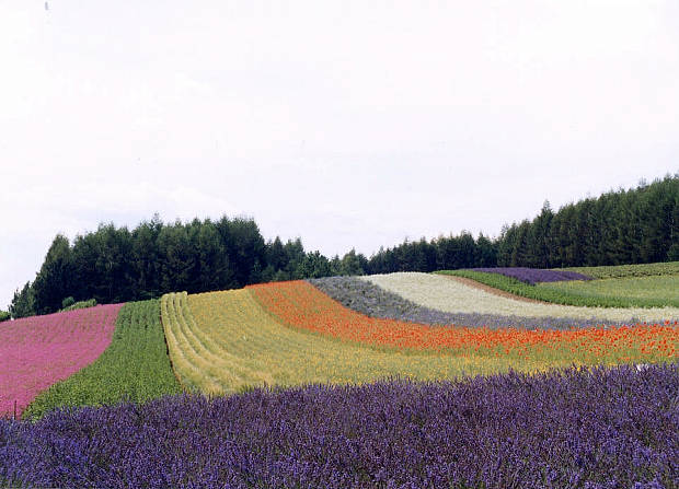 �x�ǖ�
(620�~447pixel,50.2KB)