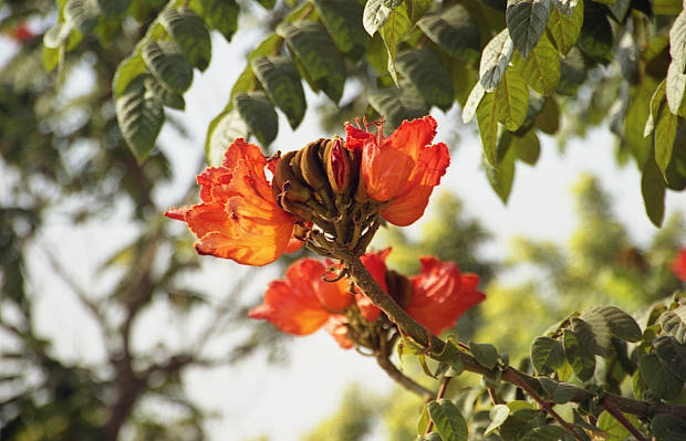 ���Y�E�@���K
(620�~399pixel,49.9KB)