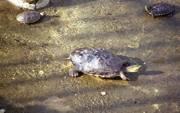 ���Y�E�@���K
(620�~390pixel,58.9KB)