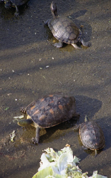 ���Y�E�@���K
(387�~620pixel,40.4KB)