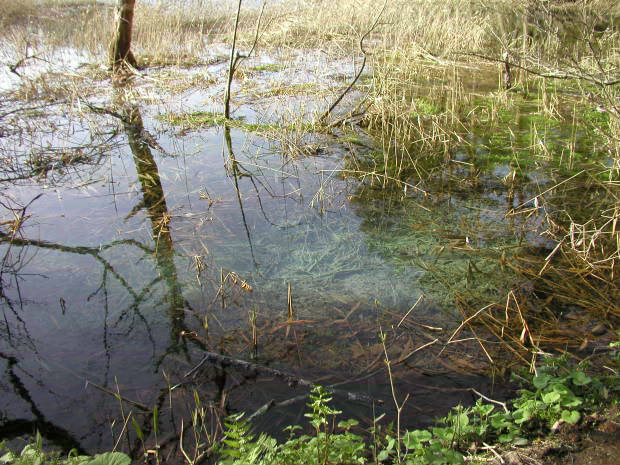 �ܐF��
(620�~465pixel,83.6KB)