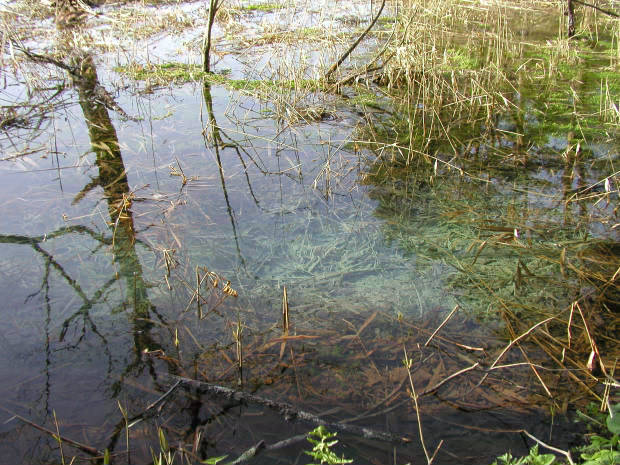 �ܐF��
(620�~465pixel,82.1KB)