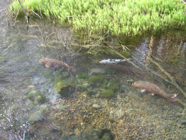 �ܐF��
(620�~465pixel,73.0KB)