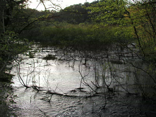 �ܐF��
(620�~465pixel,70.7KB)