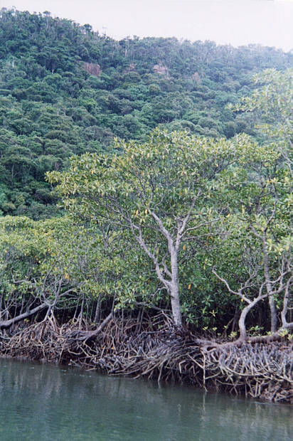 ���\��
(412�~620pixel,74.1KB)