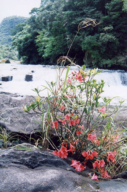 ���\��
(411�~620pixel,75.0KB)