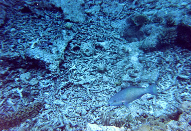 ���\��
(620�~426pixel,83.2KB)