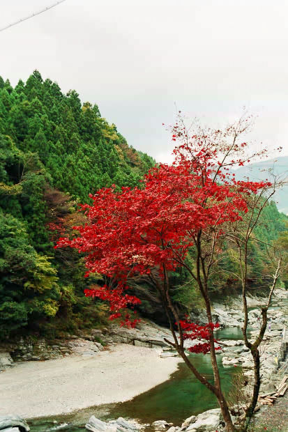 �c�J�̂����狴
(413�~620pixel,73.1KB)