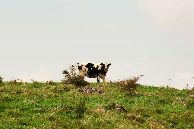 �l���J���X�g�E�Q�`����
(620�~413pixel,47.9KB)