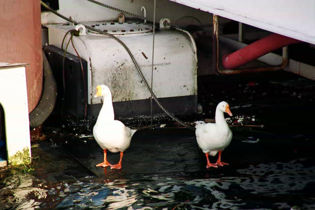 �l���J���X�g�E�Q�`����
(620�~413pixel,48.1KB)