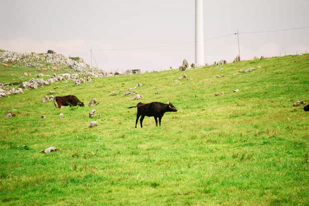 �l���J���X�g�E�Q�`����
(620�~413pixel,62.2KB)