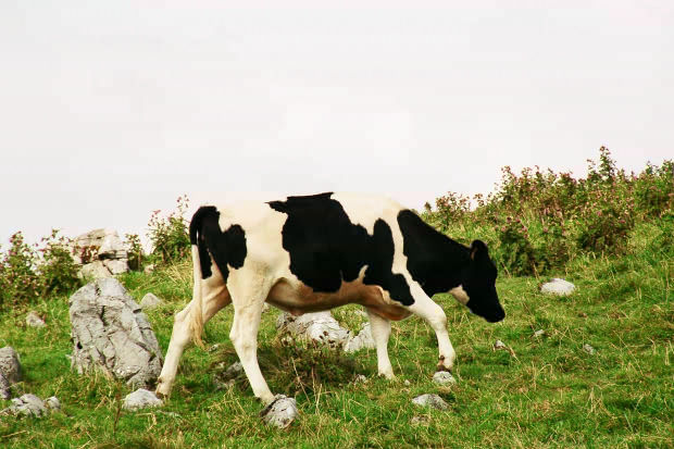 �l���J���X�g�E�Q�`����
(620�~413pixel,59.7KB)