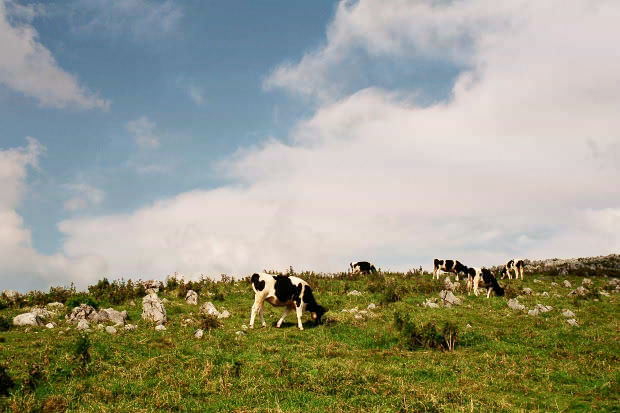 �l���J���X�g�E�Q�`����
(620�~413pixel,51.0KB)