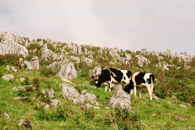 �l���J���X�g�E�Q�`����
(620�~413pixel,80.0KB)