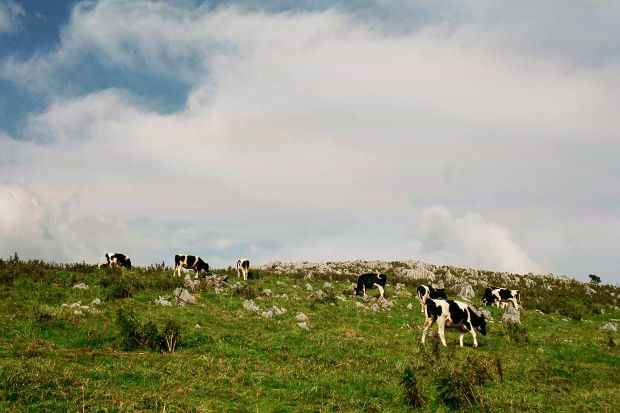 �l���J���X�g�E�Q�`����
(620�~413pixel,48.2KB)