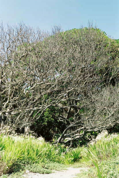 �P�[�^��
(413�~620pixel,88.3KB)