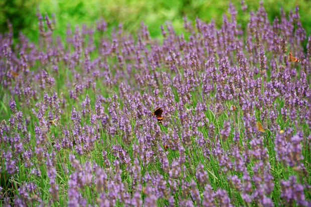 ��d���x���_�[��
(620�~413pixel,123.9KB)