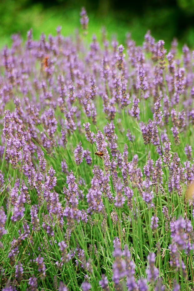 ��d���x���_�[��
(620�~930pixel,253.6KB)