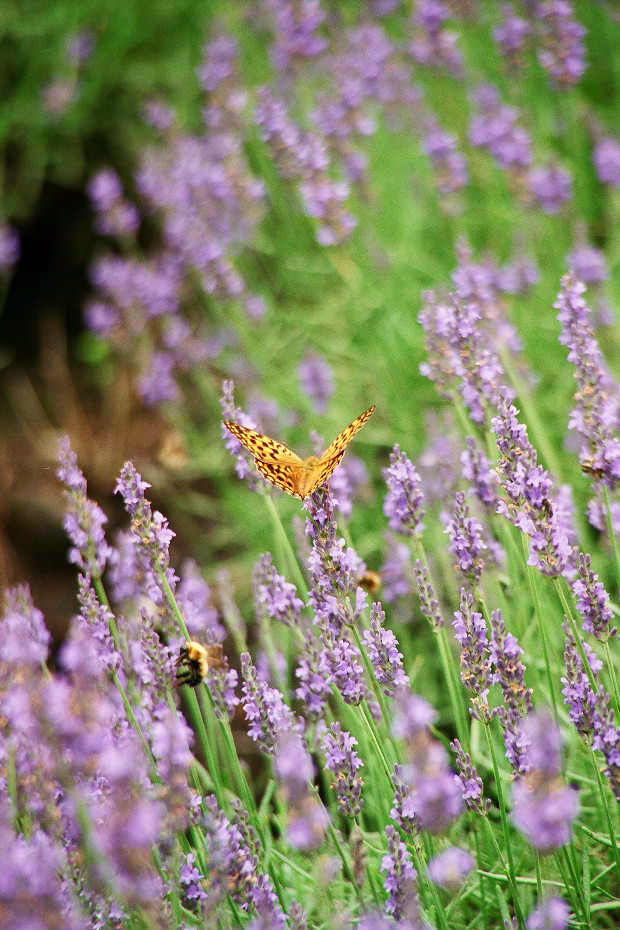 ��d���x���_�[��
(620�~930pixel,186.8KB)