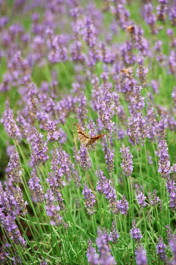 ��d���x���_�[��
(620�~930pixel,225.1KB)