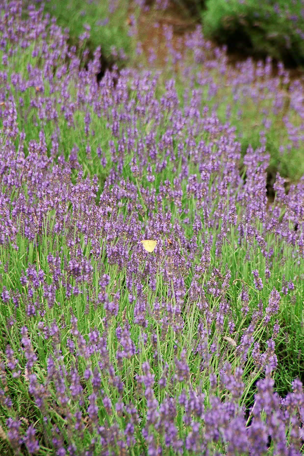 ��d���x���_�[��
(620�~930pixel,288.5KB)