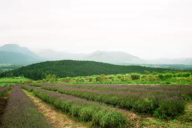 ��d���x���_�[��
(620�~413pixel,64.7KB)