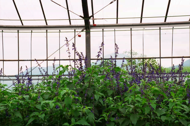 ��d���x���_�[��
(620�~413pixel,92.1KB)