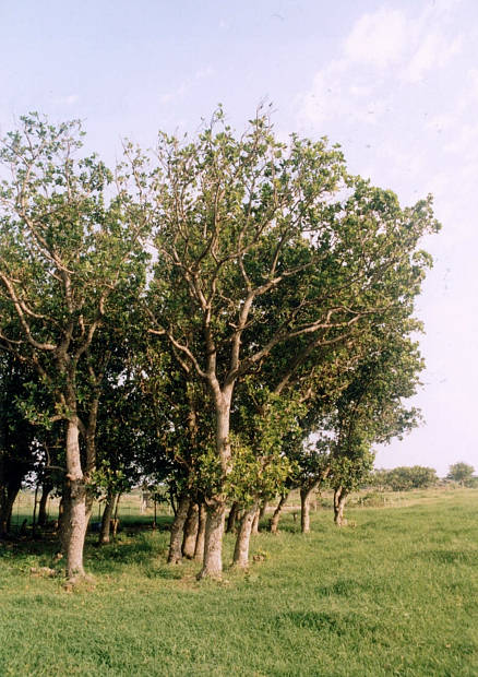 ����
(438�~620pixel,74.3KB)