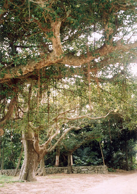 ����
(439�~620pixel,86.2KB)