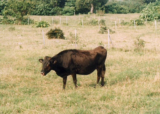 ����
(620�~442pixel,67.5KB)