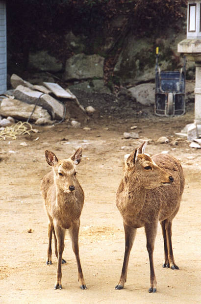 �{��
(410�~620pixel,50.1KB)