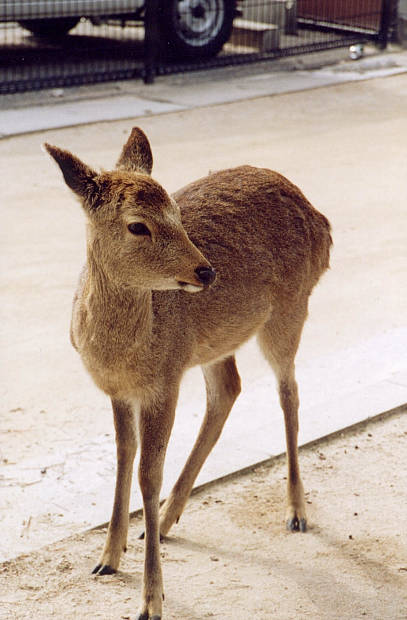 �{��
(407�~620pixel,42.8KB)