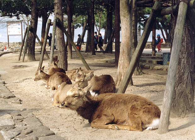 �{��
(620�~445pixel,71.1KB)